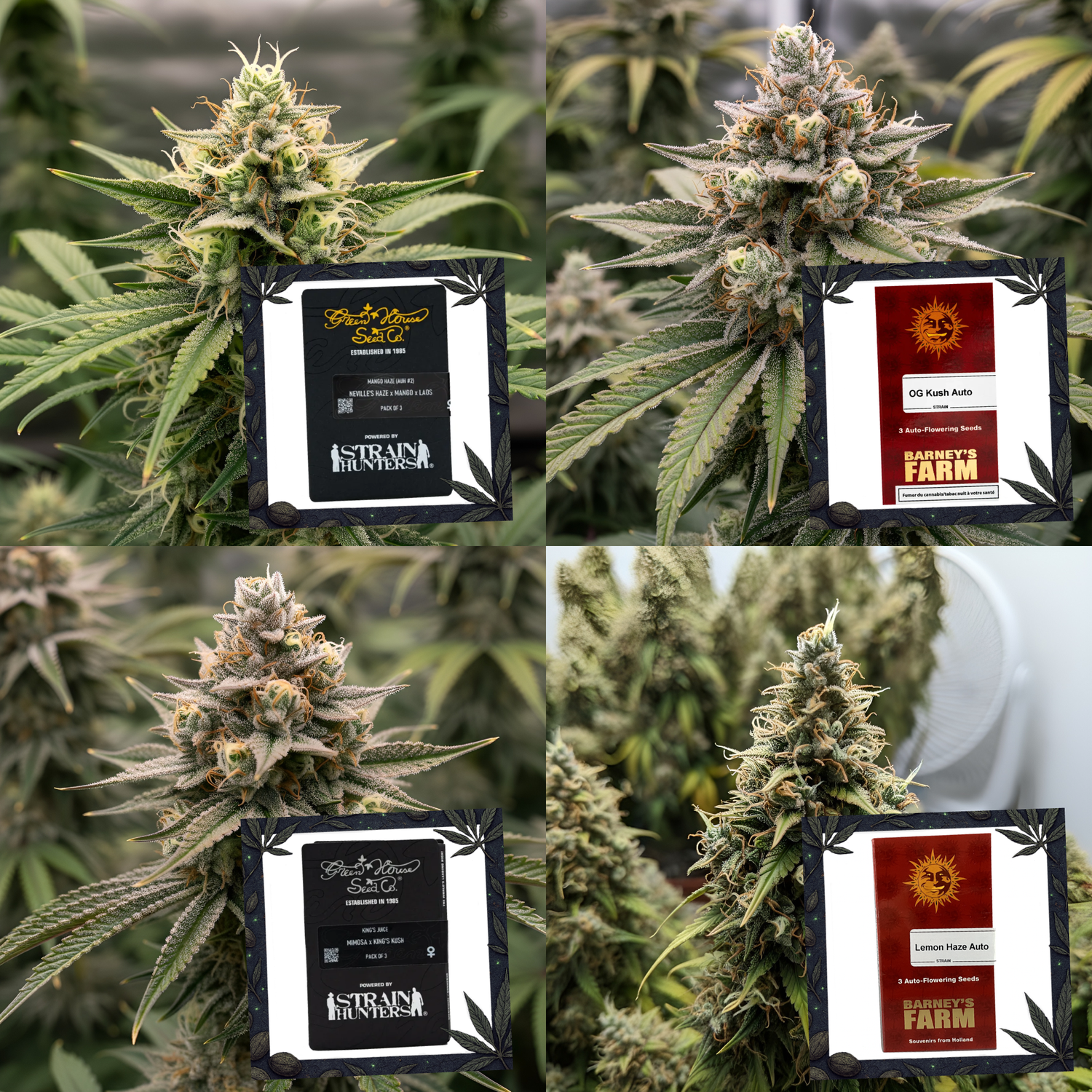 Cannabis-Samen
