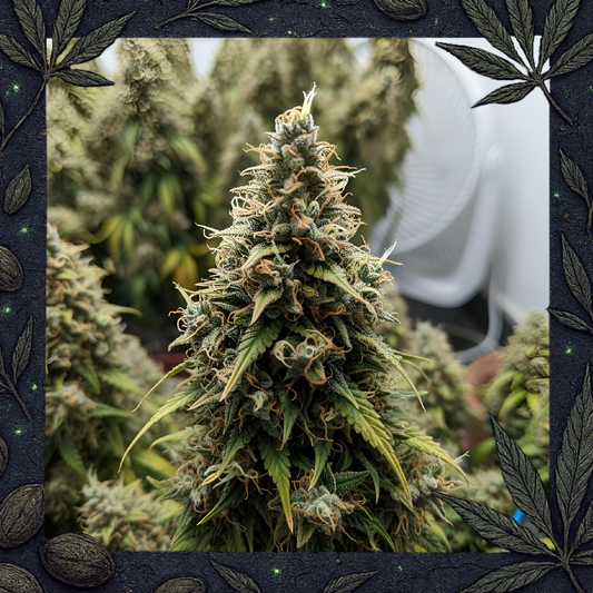 Lemon Haze Auto Pflanze als Symbolbild einer ausgewachsenen Pflanze