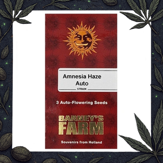 Amnesia Haze Auto [Barney's Farm]